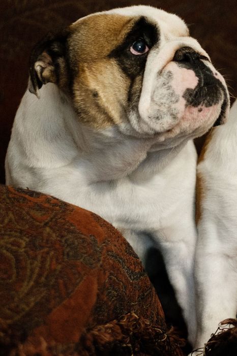 Buldog Angielski (FCI)suka hodowlana