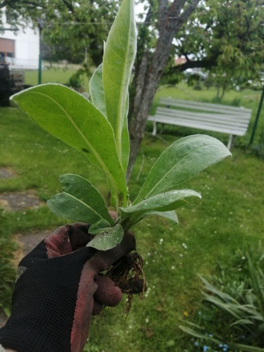 Chabry ogrodowe - sadzonki