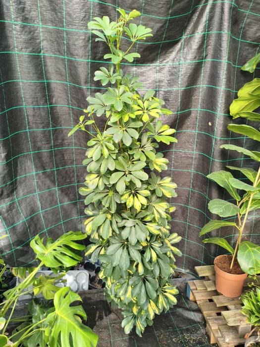 Schefflera gold capela - planta em vaso