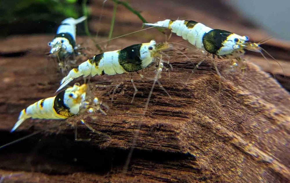 Camarões Com Envio e Garantia de Vivos