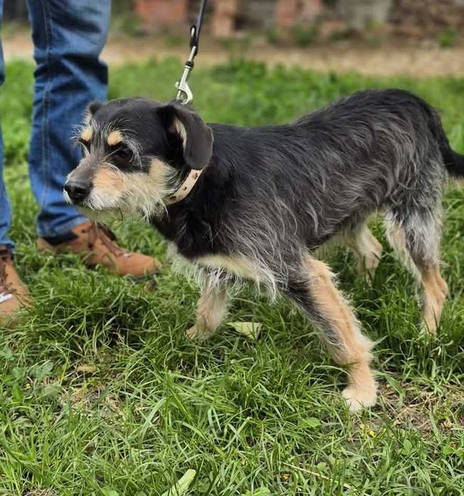 Fuks - mały, szorstkowłosy psiak poleca się do adopcji