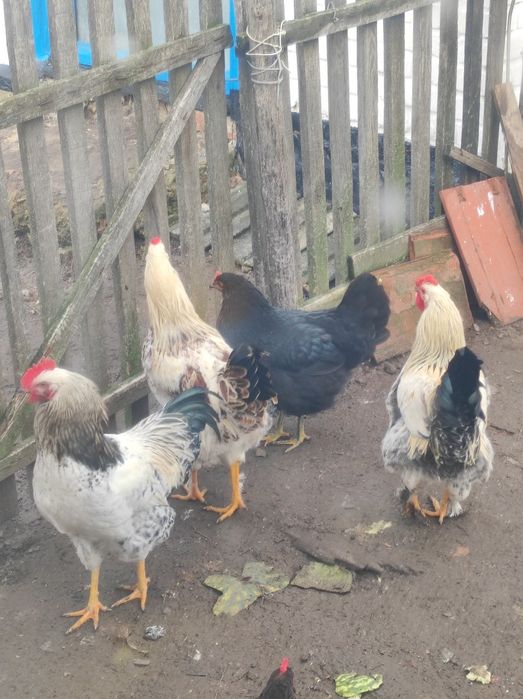 Продам молодих півнів, петушки