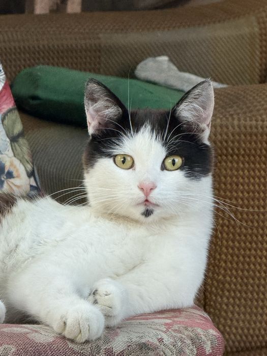 Добрий, здоровий котик.