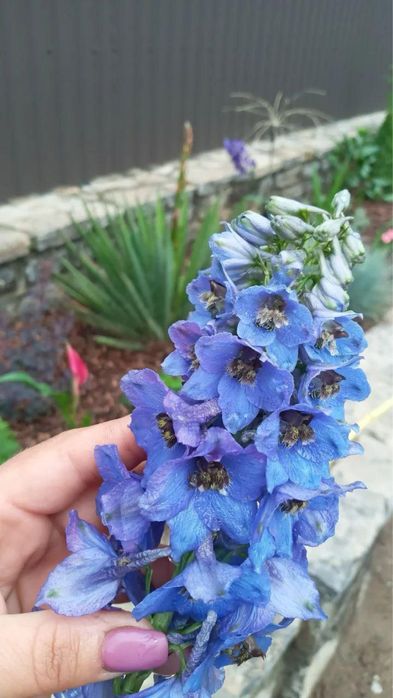 Інкубаційні яйця Холмогорів