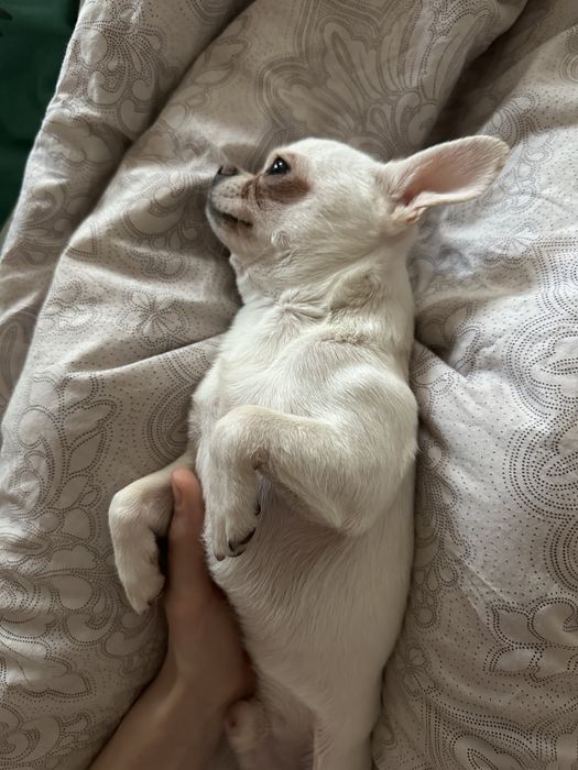 Мини мальчик чихуахуа готов к вязке