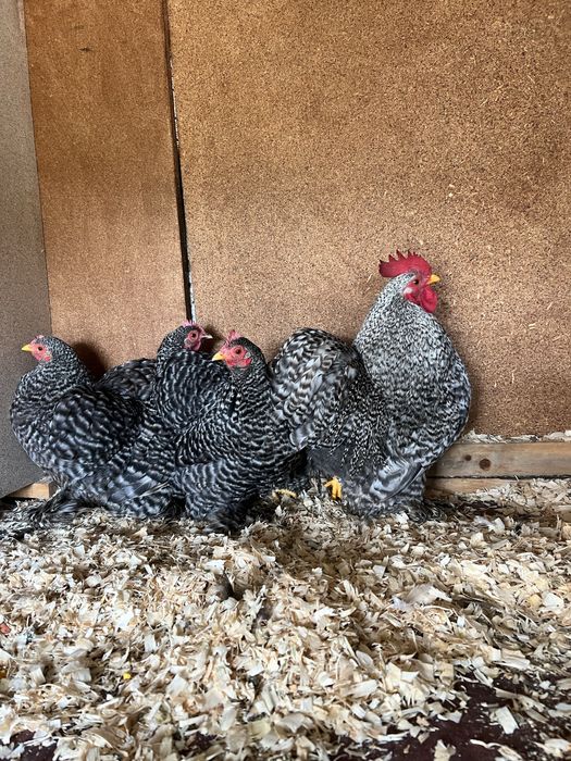 Ovos pekin pedrês