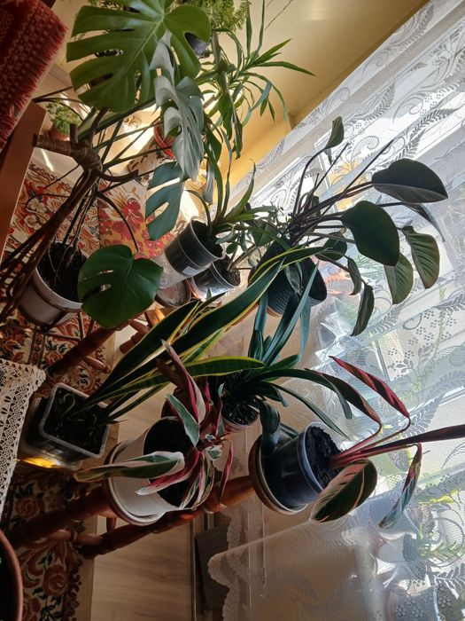 Sprzedam kwiaty doniczkowe