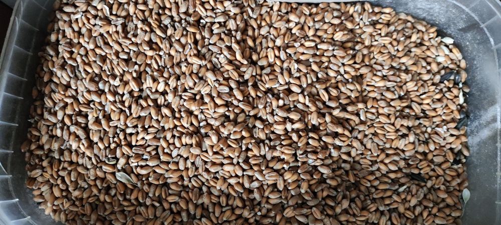 Продам пшеницю 2025