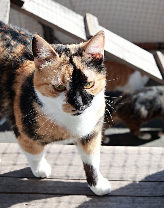 Podaruj mi siebie i dom- Sue. Felv+