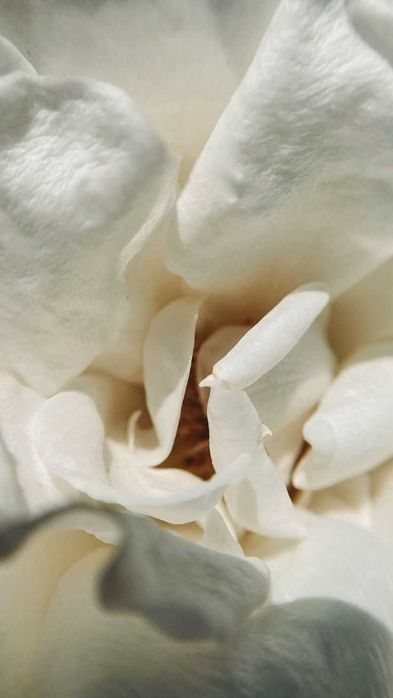 Пелюстки живих троянд