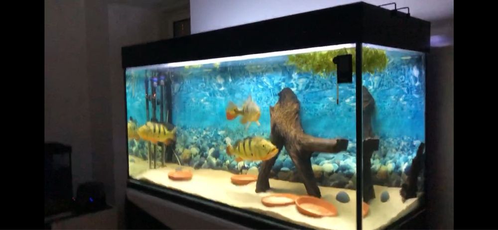 Aquario 390lt 130x50x60