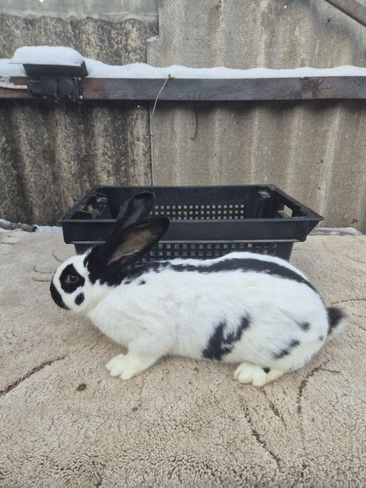 НСВ (Німецький строкатий велетень)