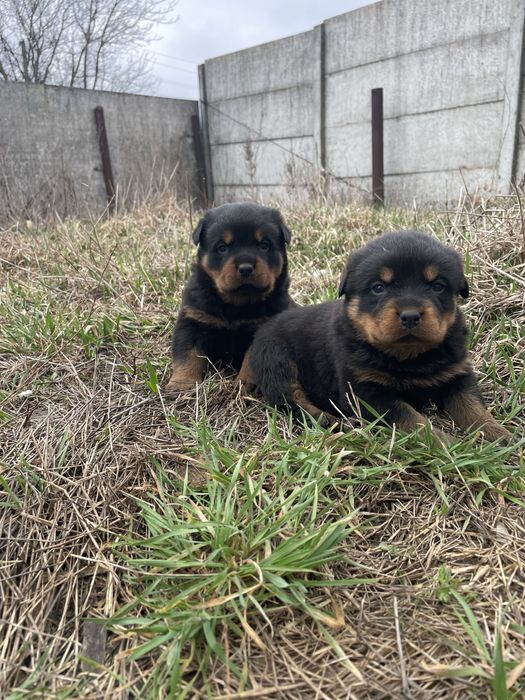 Дівчинка Ротвейлер