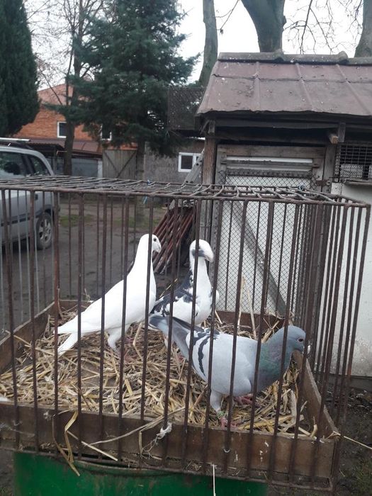 Gołąb wystawony niemiecki