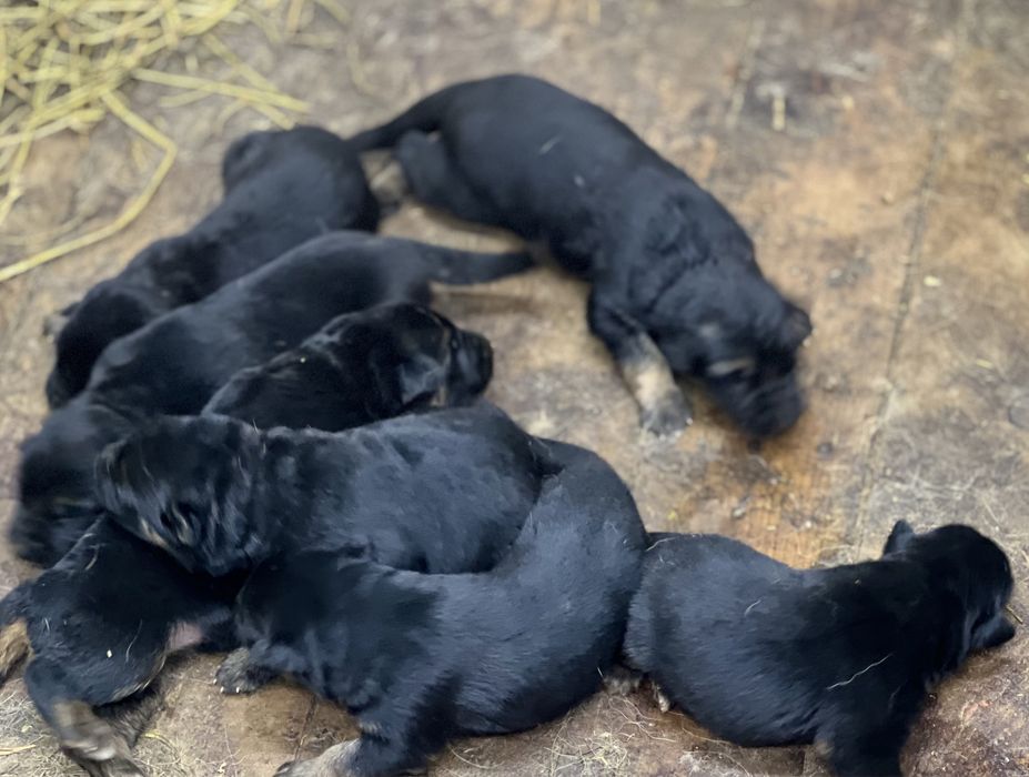 В розпліднику німецьких вівчарок є цуценята
