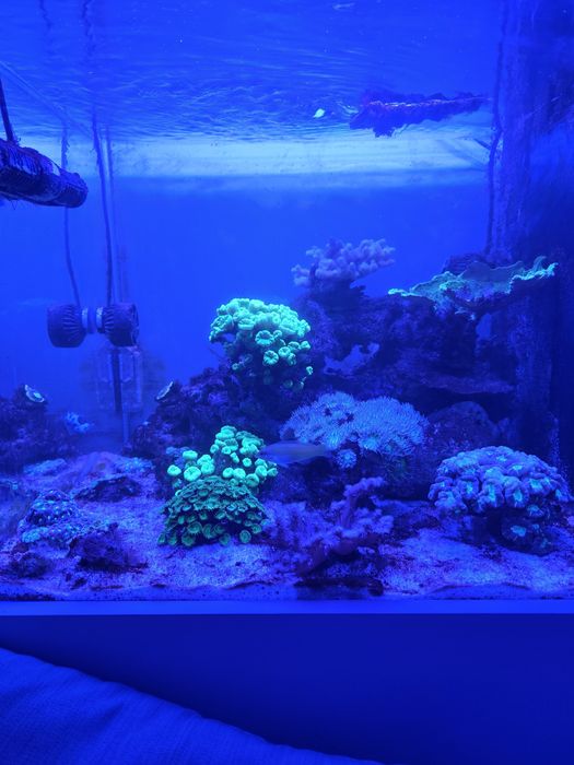 Akwarium morskie 60x60x50 + SUMP życie lub całość