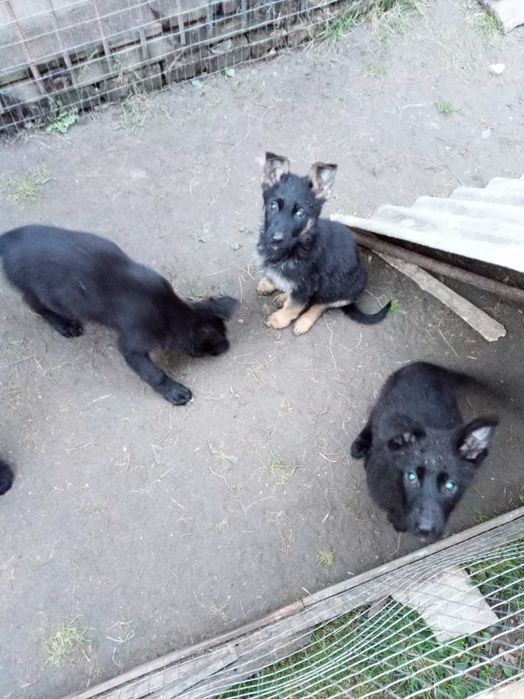 Бельгійська вівчарка