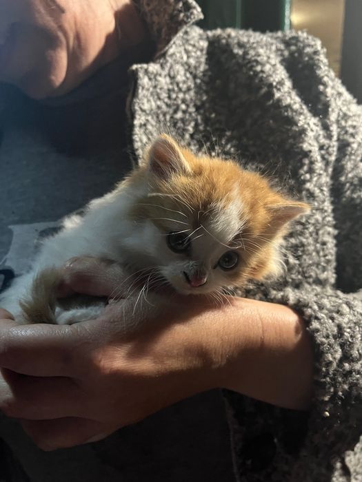 Кошенята в добрі руки