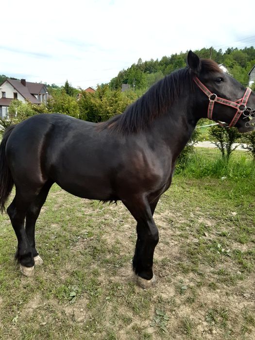 Sprzedam źrebice