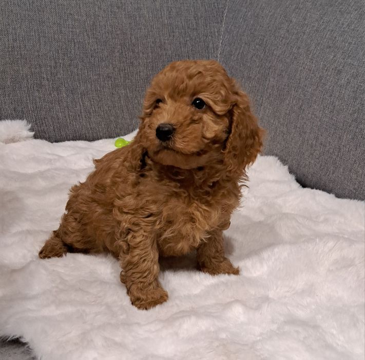 Cavapoo suczka f1 b