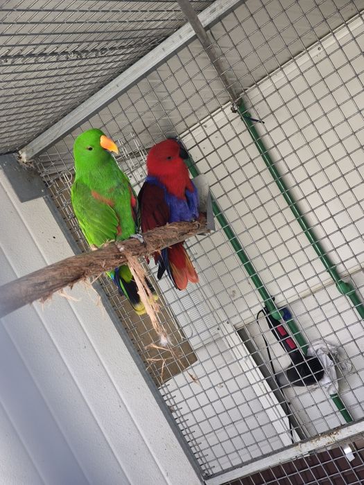 Casal Papagaios Ecletus