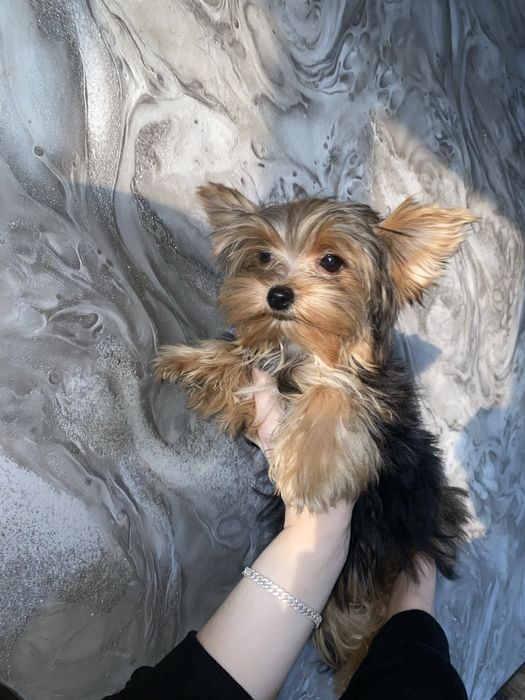 Йорк.  дівчатка міні