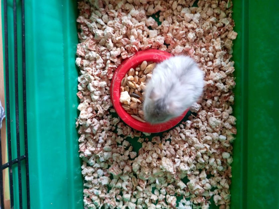 Хомячки Кременчуг