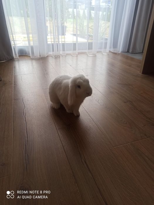 Sprzedam króliczka mini lop