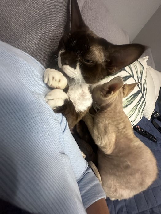 В разведение Devon Rex с Родословными