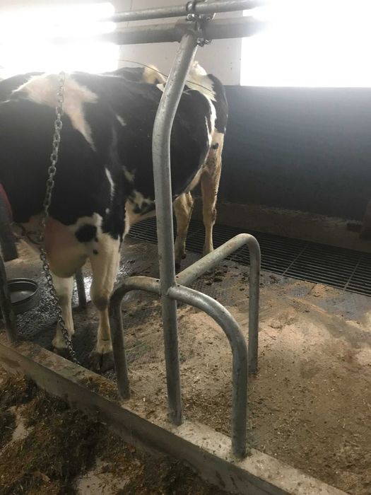 Wygrodzenia stanowiska przegrody dla bydła krów bramki