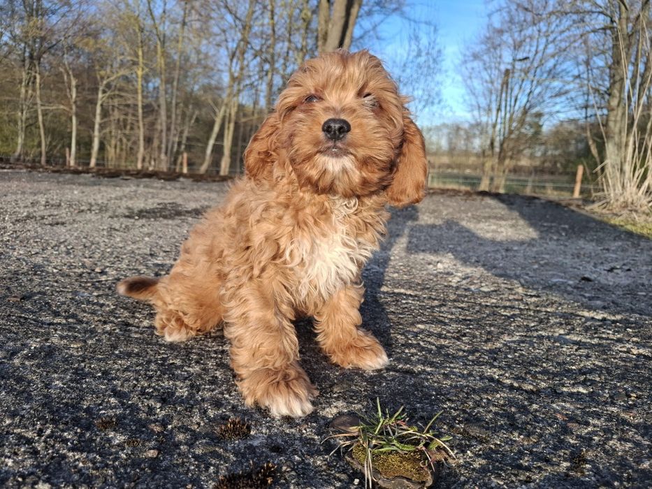 Cavapoo piesek red
