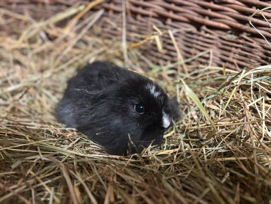 Króliczki miniaturki karzełek