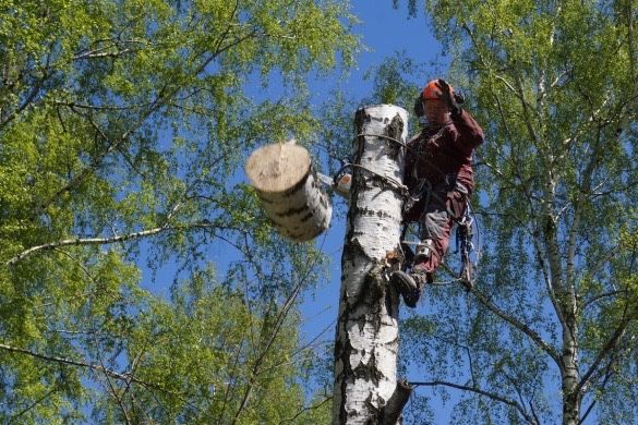 спил дерев любої складності