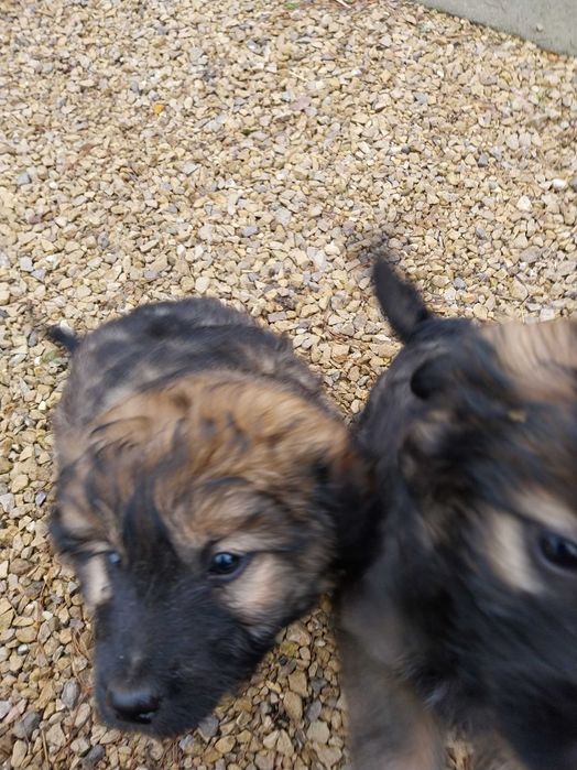 Oddam za darmo szczeniaki w dobre ręce.