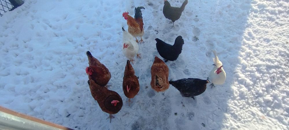 Sprzedam kury nioski