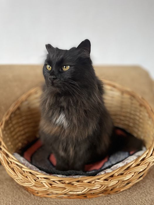 Кошечка Нора, отдаем в добрые руки