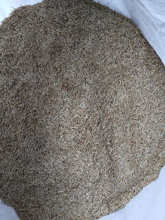 Kostrzewa Czerwona Reda