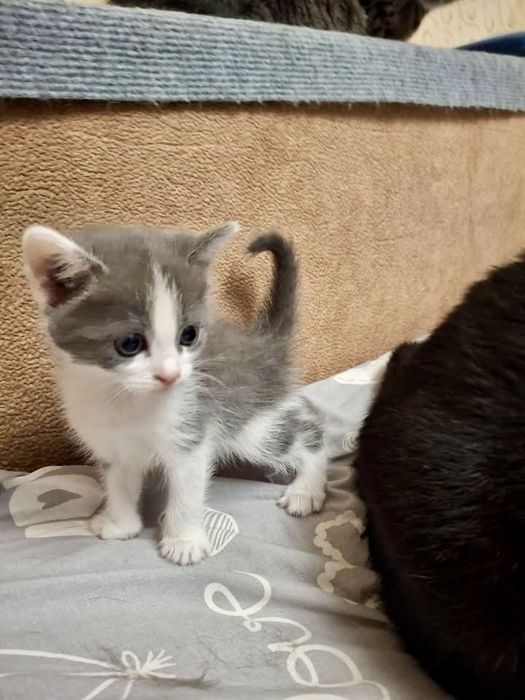 котик кошеня киця безкоштовно