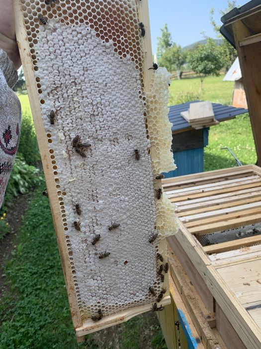 Продам мед карпатський 300грн