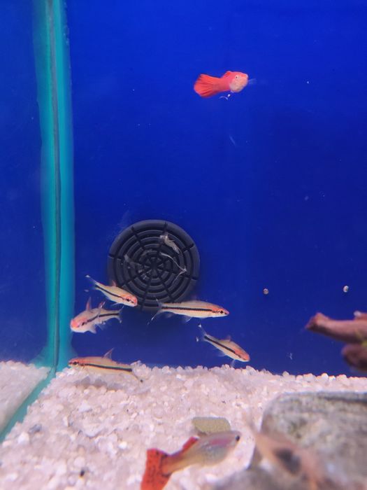 Barbo    torpedo