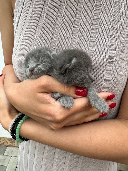Блакитна короткошерсна кішка кіт