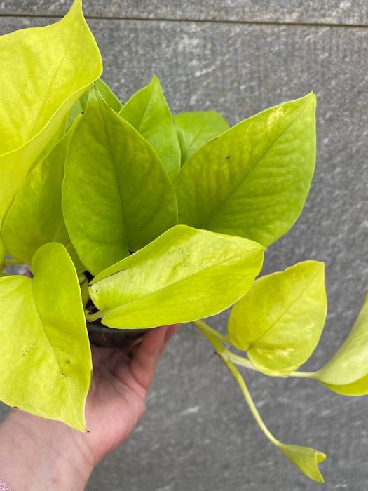 Епіпреміум Golden  Pothos/ Neon