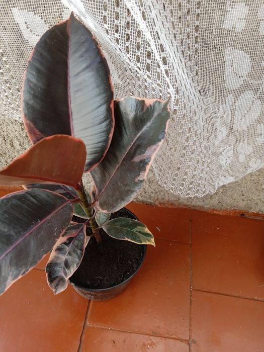 Продам вазонок фікус Рубін..