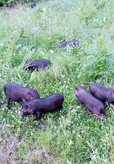 В'єтнамські поросята