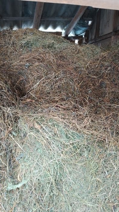 Продам  сіно отава кошене в ручну