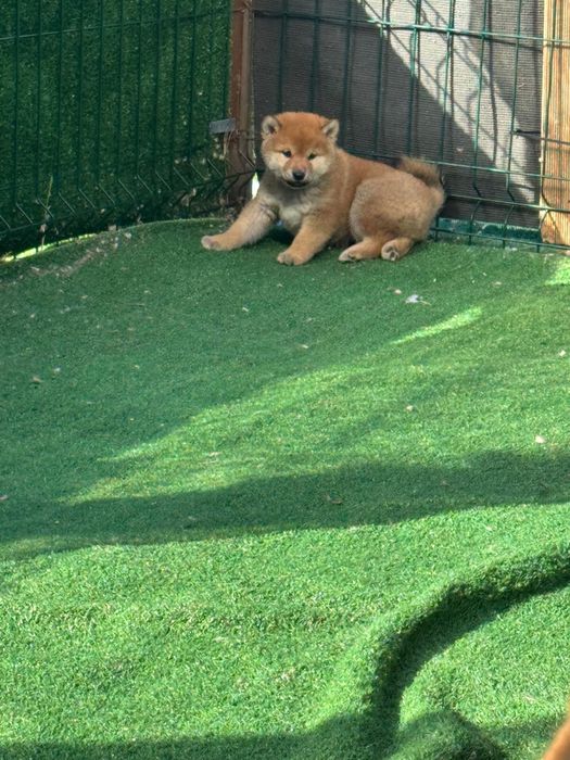 Shiba Inu Maravilhoso