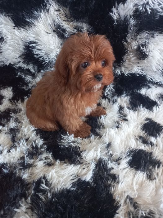 Cavapoo F1 dziewczynka mini. Badania genetyczne