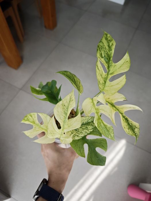 Raphidophora Tetrasperma white monster Variegata