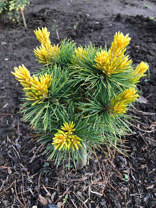 Сосна японская Др.Ландис Голд- 1300грн 2года