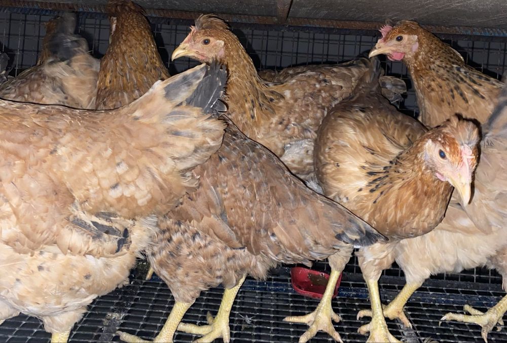 Кури молоденькі 4 міс